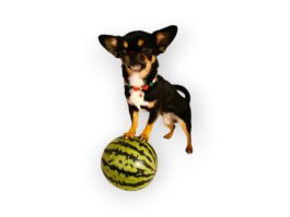 Perlenkette für kleine Hunde