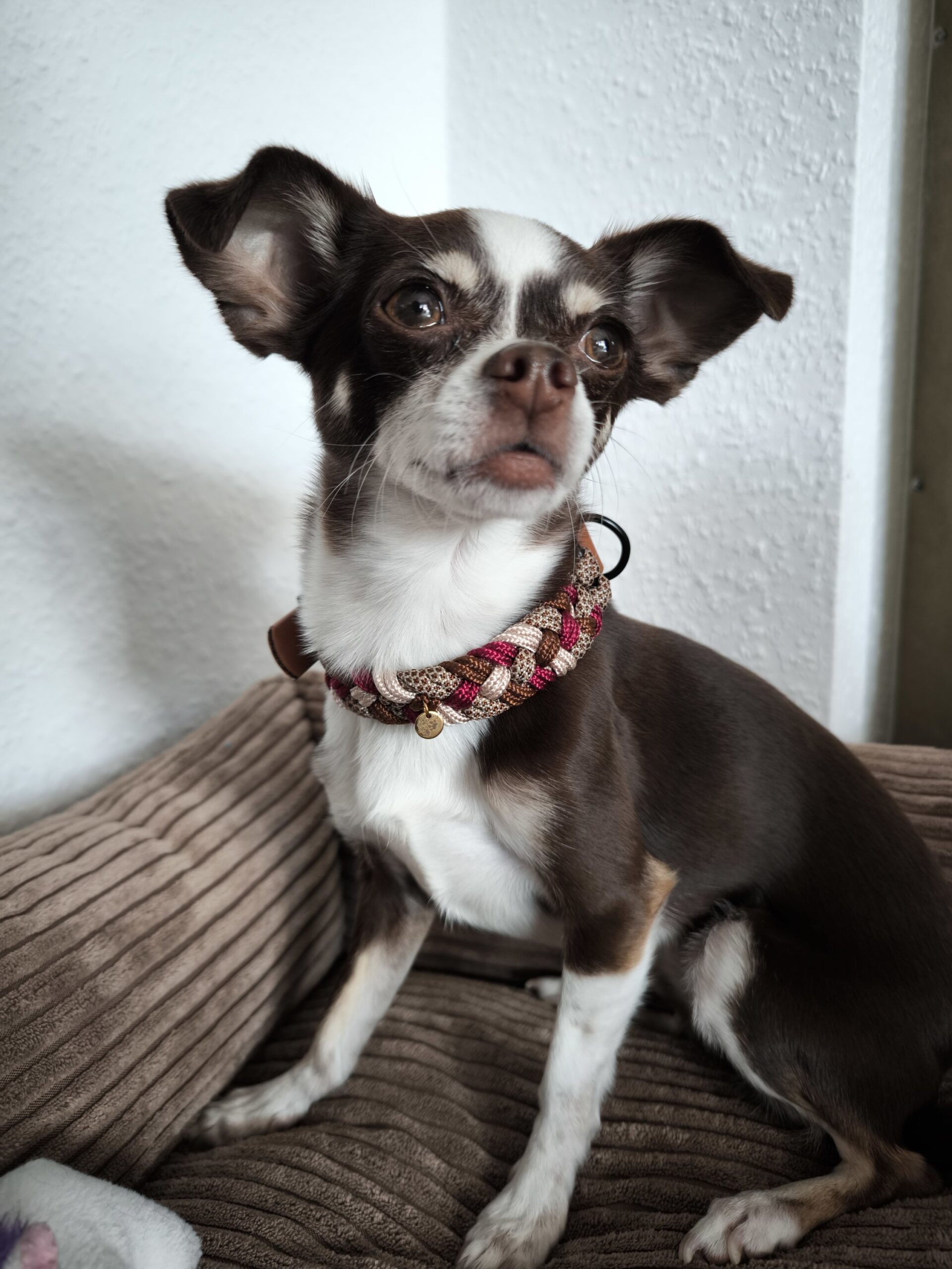 Halsband Paracord | verstellbar | braun-rot – Bild 3