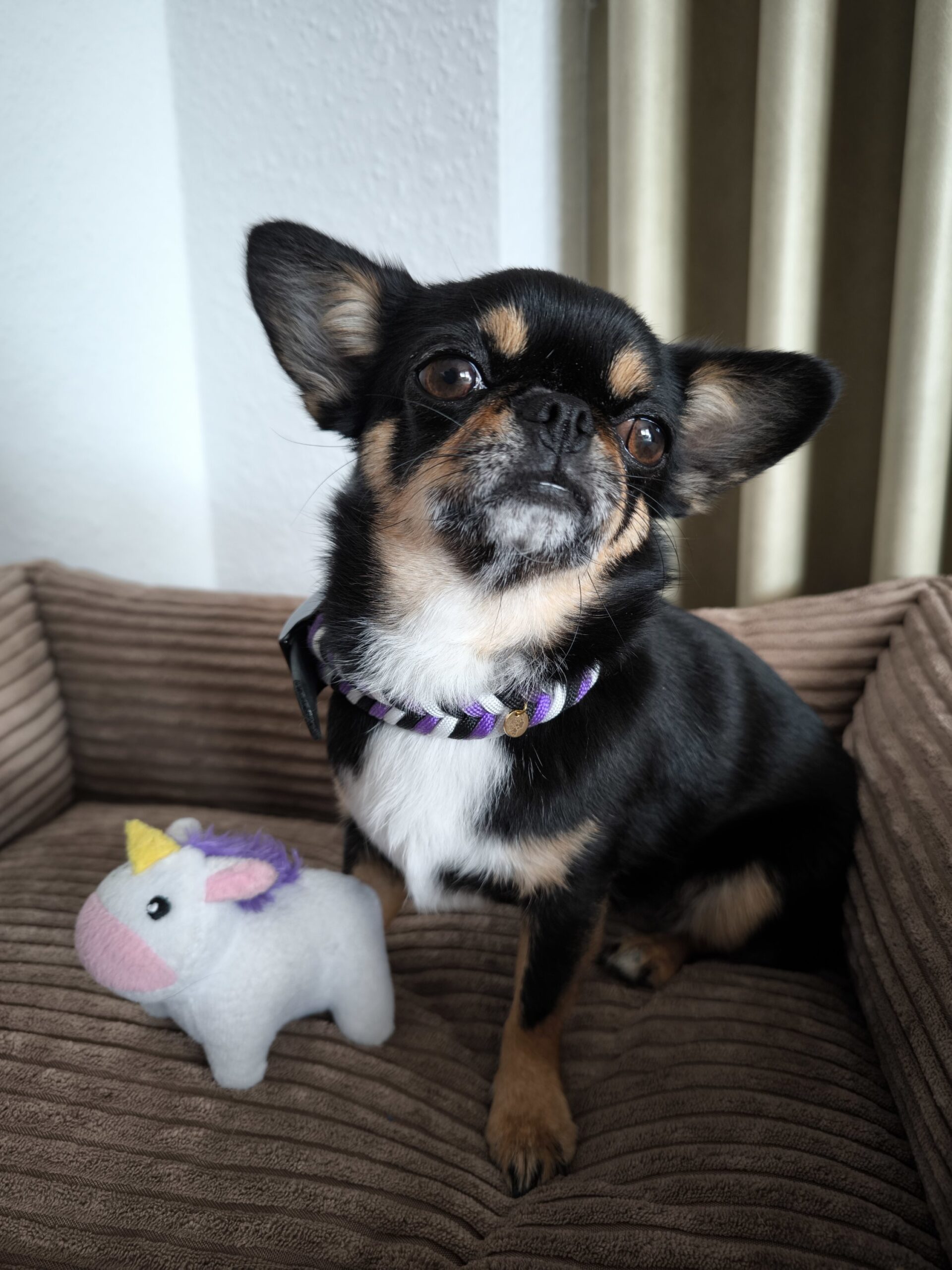 Halsband Paracord | verstellbar | lila-weiß – Bild 3