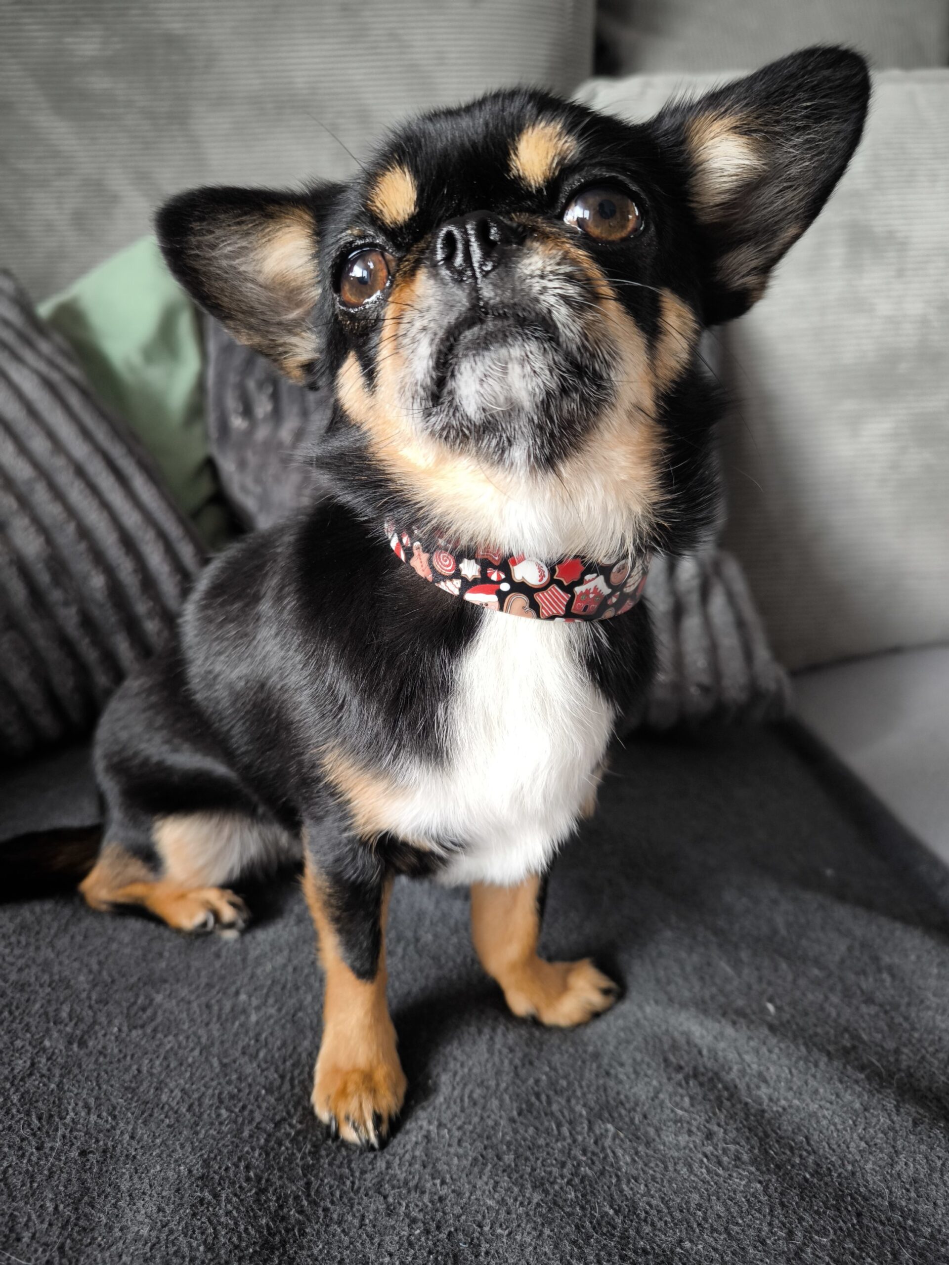 Halsband Biothane | verstellbar | weihnachtlich